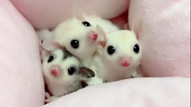 跟我做朋友吗？我超多蜜袋鼯 小可爱……