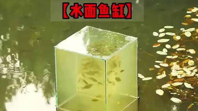 姑娘竟打造出一款悬浮在水面上的精美鱼缸，这想法真是太有创意了！