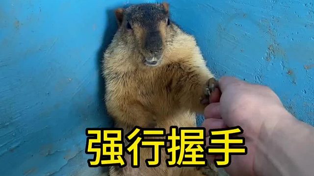 握个手都不行？这点面子都不给