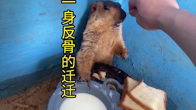 迟早要给迁迁这个一惊一乍的毛病治了