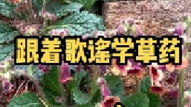 相信很多老一辈的人对这些植物并不陌生，可惜现在的人对它们却越来越陌生