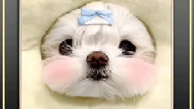 小猫可以治愈一切