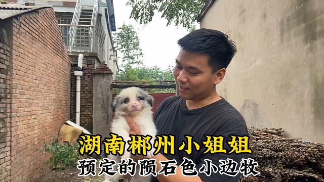 去往湖南郴州的陨石小边牧，已经帮小姐姐定住一周，今天去新家！