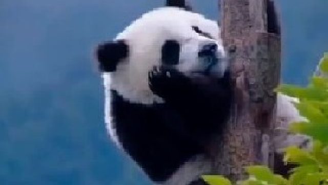 原来它们也有烦恼和不开心的时候～