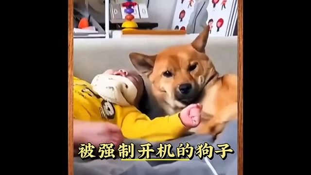 花式叫狗子起床，不只人有起床气