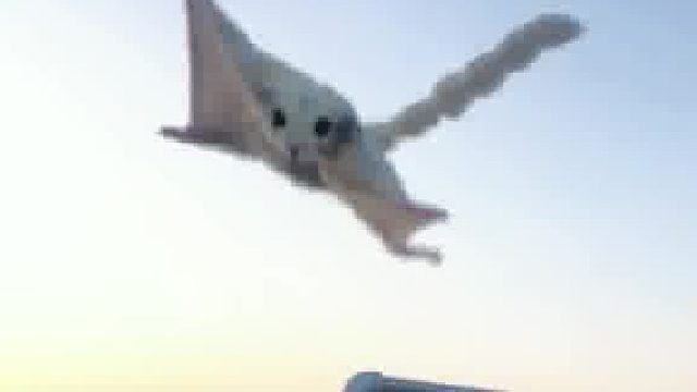 总有些生命，是为了治愈你而来