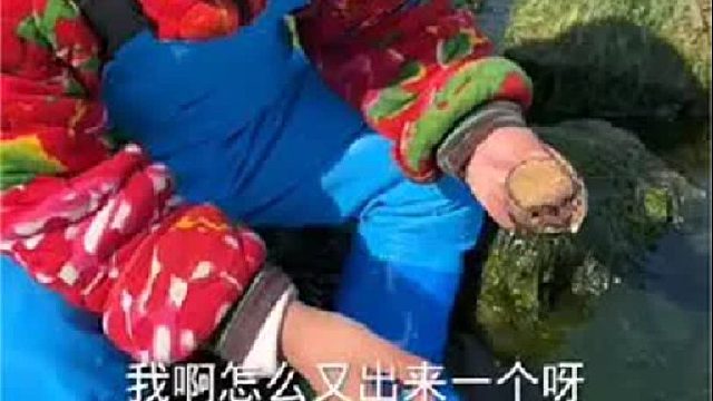户外赶海抓海鲜