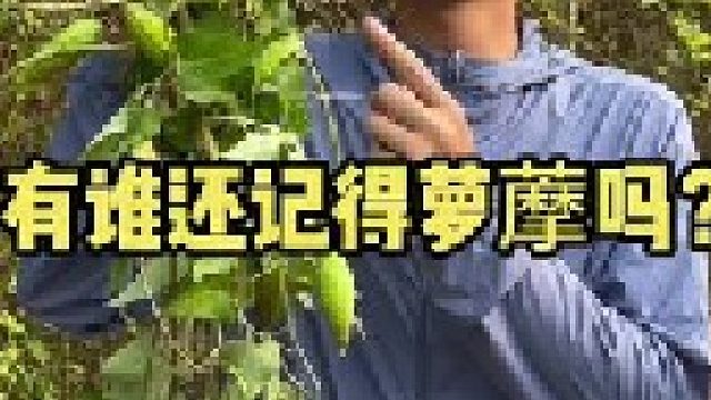 小时候经常见到的萝藦，为什么现在越来越少了呢？你的家乡还有吗？叫它什么名字？