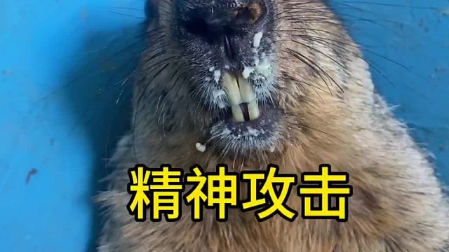 不好意思，是我嘴碎了点，胆小鬼。