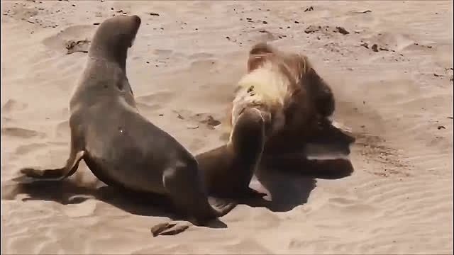 棕鬣狗当着海狗妈妈的面捕食小海狗