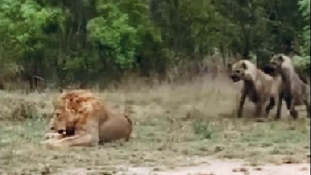 一群鬣狗围观落单雄狮，虽然占据数量优势，但没一只敢上前挑战