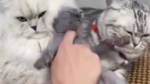 连夜把猫薄荷都丢了