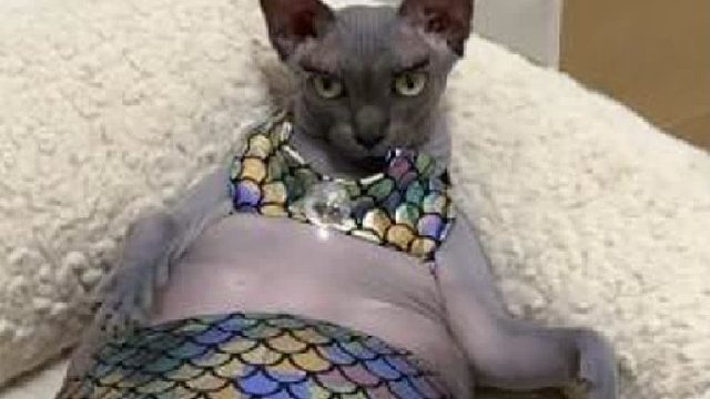 别的猫拍是美人鱼，我们妮妮拍就是大蟒蛇？