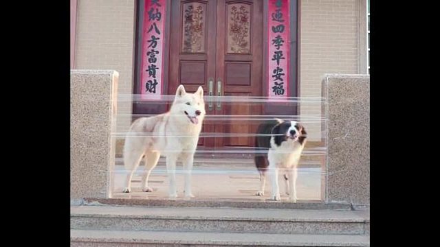 哈士奇遇到障碍，愣在原地，边牧只好用行动给它上一课