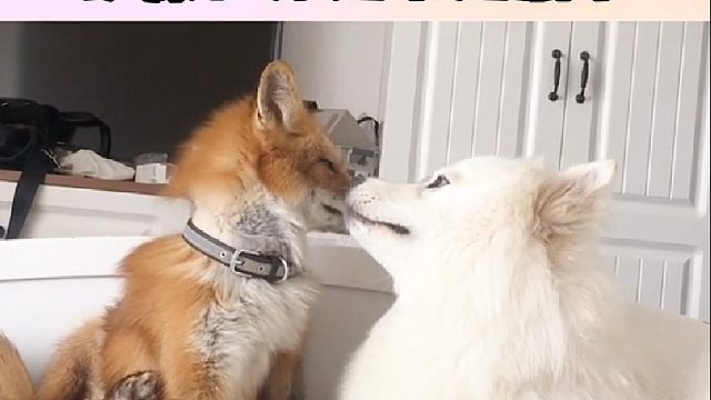 狗有了，狐狸也有了，铲屎官却越来越孤单