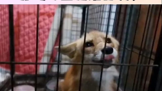 狐狸不是冷漠自私的动物 它们总能感受到人的善意 并竭尽全力给你更多