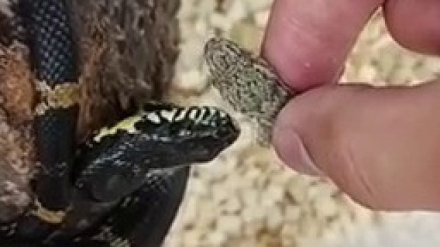 你该养眼镜蛇 这种的不会咬不准