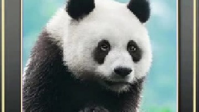 动物的迷惑行为