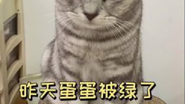 蛋蛋知道自己被绿了后，竟然想不开了