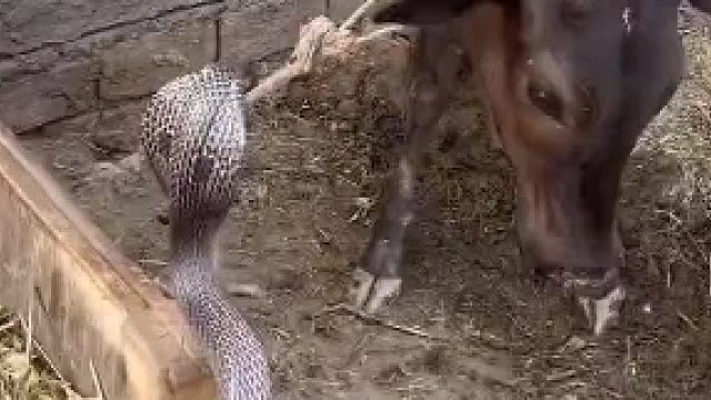 牛鬼蛇神原来不是一起的。