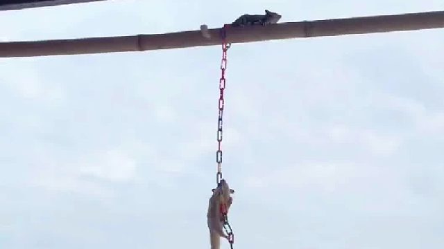 当它们看到铲屎官，眼神里没有一丝犹豫……