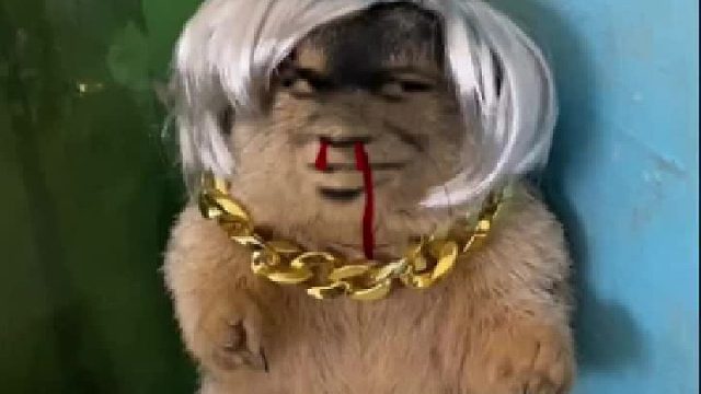 这个新造型怎么样？