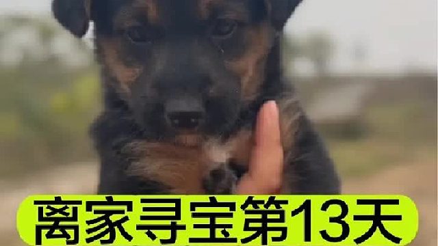 离家寻宝的第13天捡到一只冬天