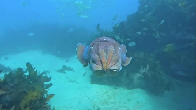 澳洲巨型乌贼，看起来像鲸鱼，一副傲慢的样子……