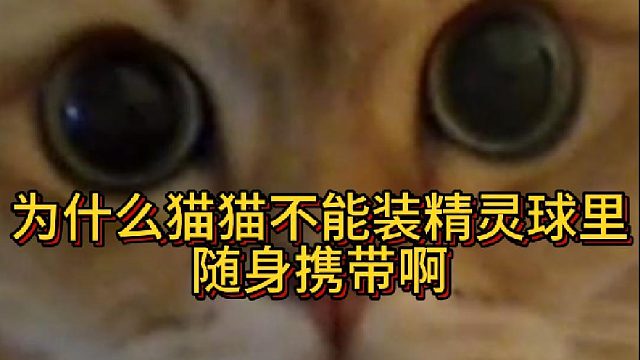 为什么猫猫不能装精灵球里随身携带啊(1)