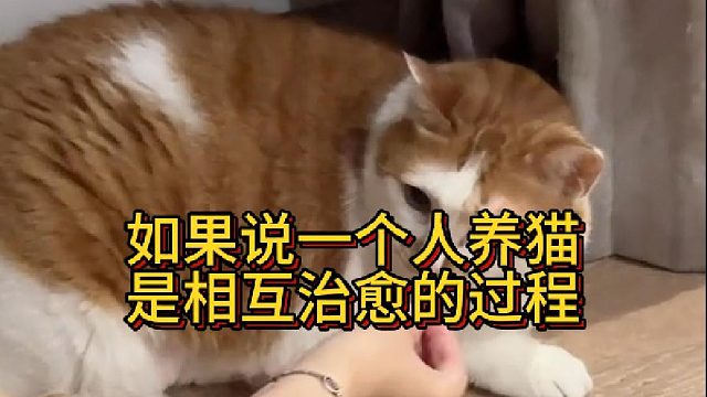 如果说一个人养猫是相互治愈的过程那两个人养猫就是幸福的生活(1)