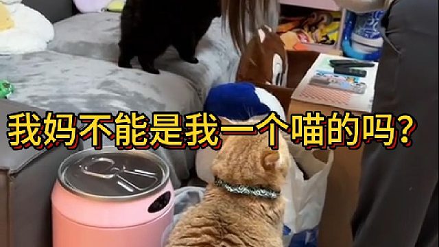 我妈不能是我一个喵的吗？(1)