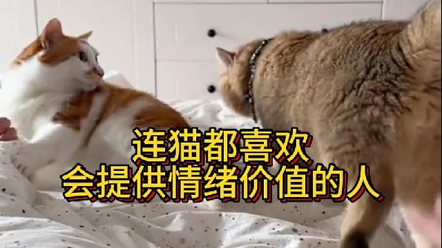 连猫都喜欢会提供情绪价值的人(1)