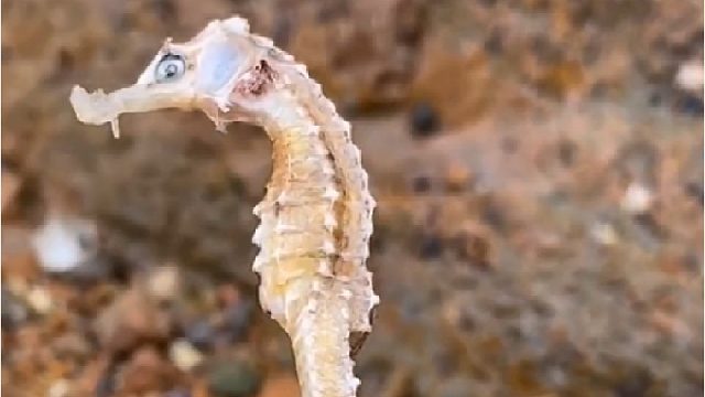 赶海赶海赶海啦