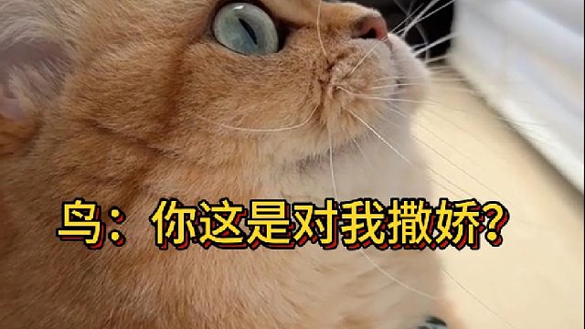 鸟：你这是对我撒娇？(1)