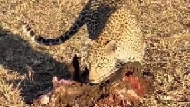 花豹从鬣狗手中夺得猎物，鬣狗傻眼了