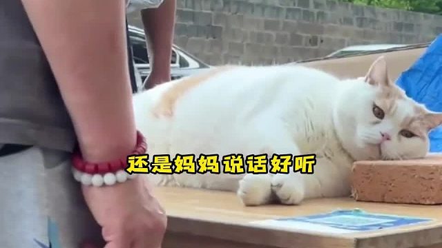 谁能拒绝一只能听得懂人话的小猫咪呢