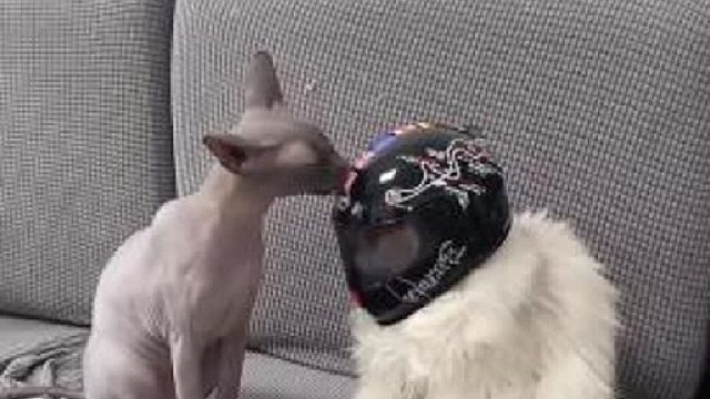 54. 快乐没了，布鲁斯两眼无光！