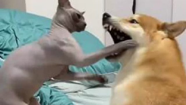 55. 所以你们家的柴犬，从来不拆家吗？