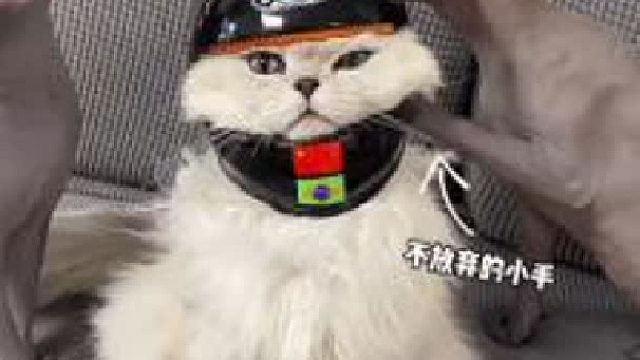 56. 奥斯卡：想要发量高，就要戴头盔！