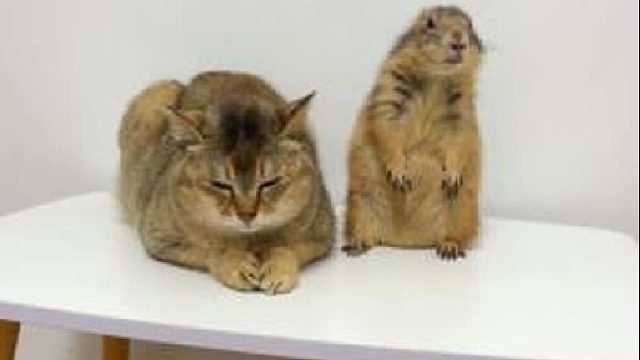 59. 其实这才是土拨鼠真正的叫声