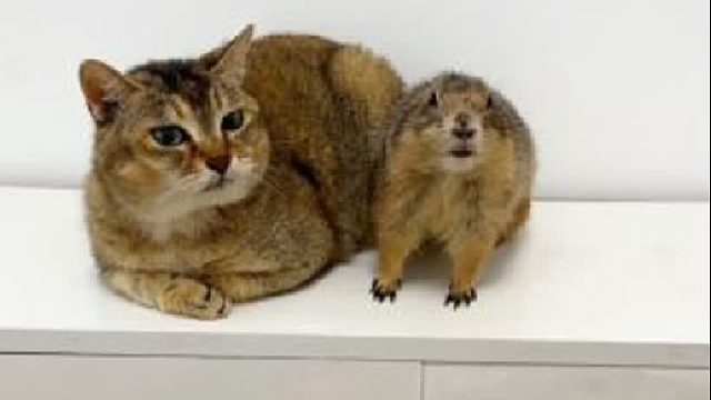 60. 看到最后你们还想养土拨鼠吗？