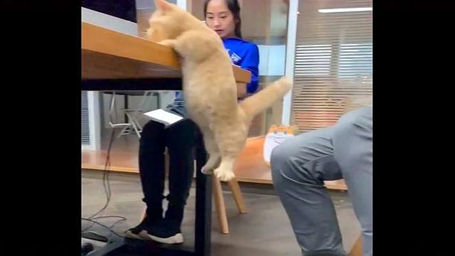 55. 猫咪这一跳计算失误，狠狠的甩在地上，主人表情亮了