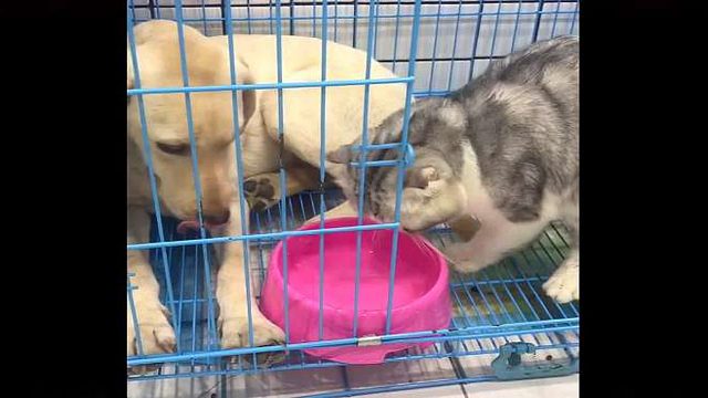 56. 猫咪非要跑去喝狗狗的水，喝完还要吐出来，狗狗当场懵了！