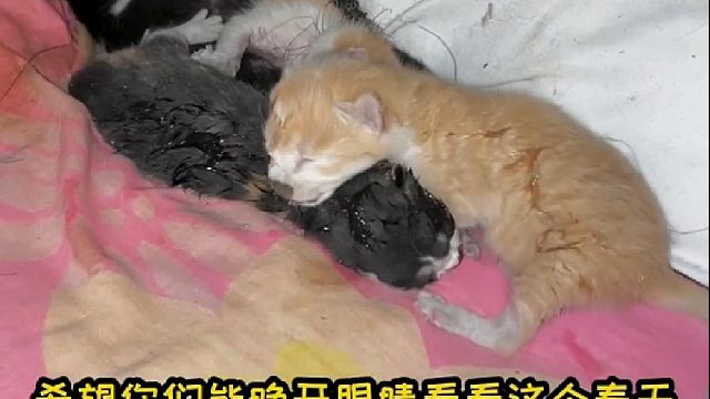 今天发现了五只小奶猫！