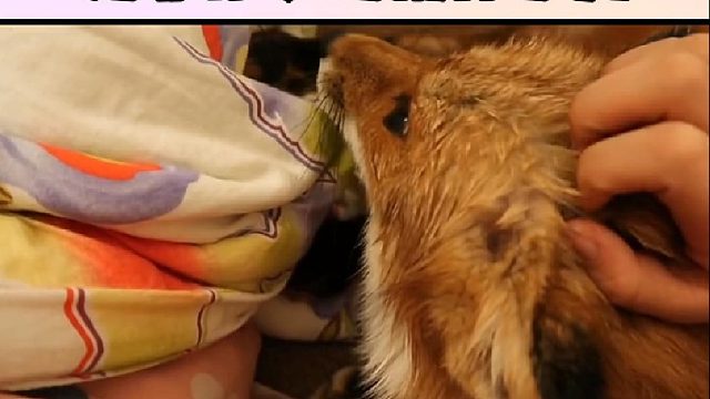 今天逮捕了一只为非作歹的精神小狗