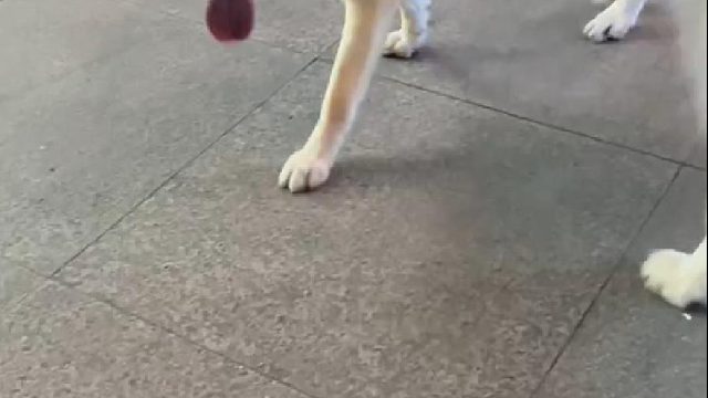 捡到一只哈士奇！没想到这么刺激！实在是太能跑了