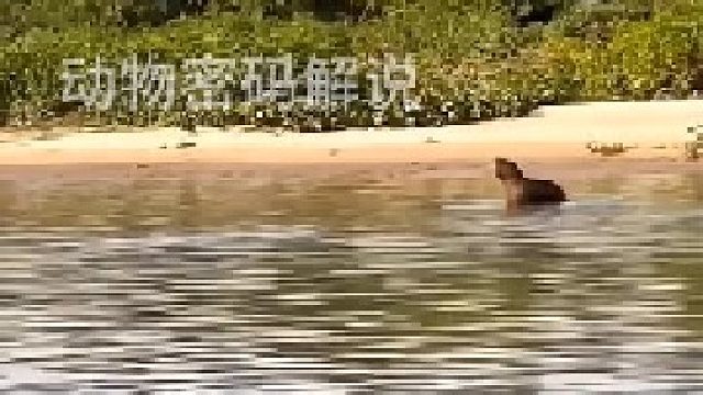 今天的狮子有点失落