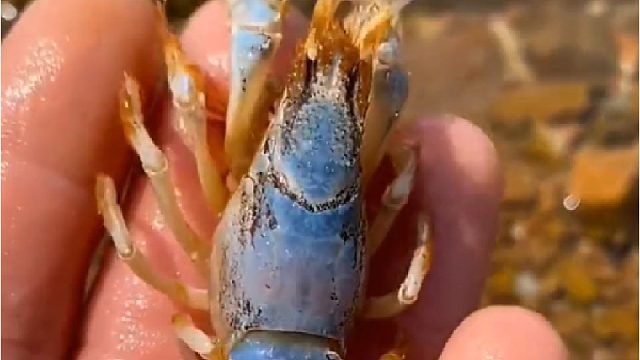 户外赶海抓海鲜