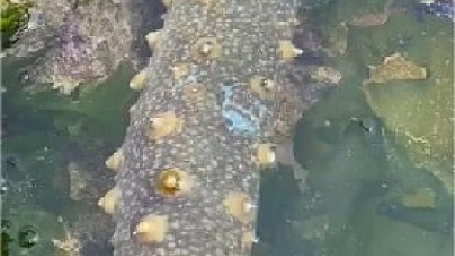 赶海赶海赶海啦