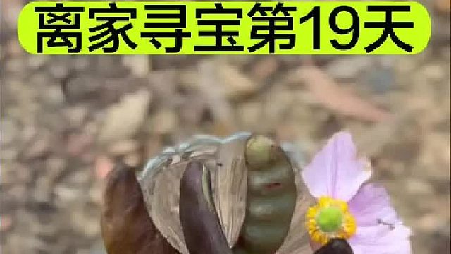 离家寻宝的第19天捡了一篮美景回家